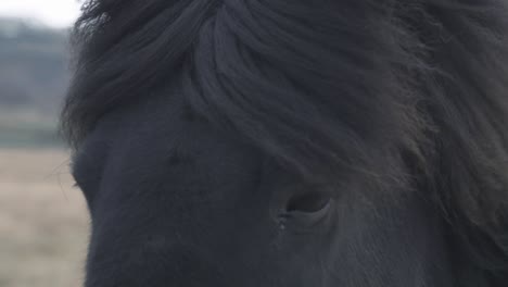 horse looking into camera and blinking his eye