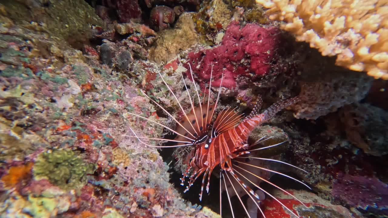pterois antennata se esconde en el colorido arrecife de coral por la noche, de cerca