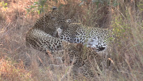 Leoparden-Lecken-Und-Pflegen-Sich-Gegenseitig,-Während-Sie-Im-Hohen-Gras-Ruhen