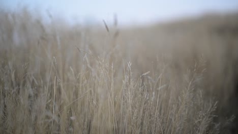 Male-hands-going-through-and-touching-tall-grass-in-countryside