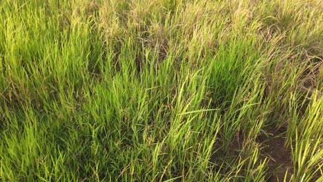 the-grass-that-grows-on-the-ground-and-is-blown-by-the-wind