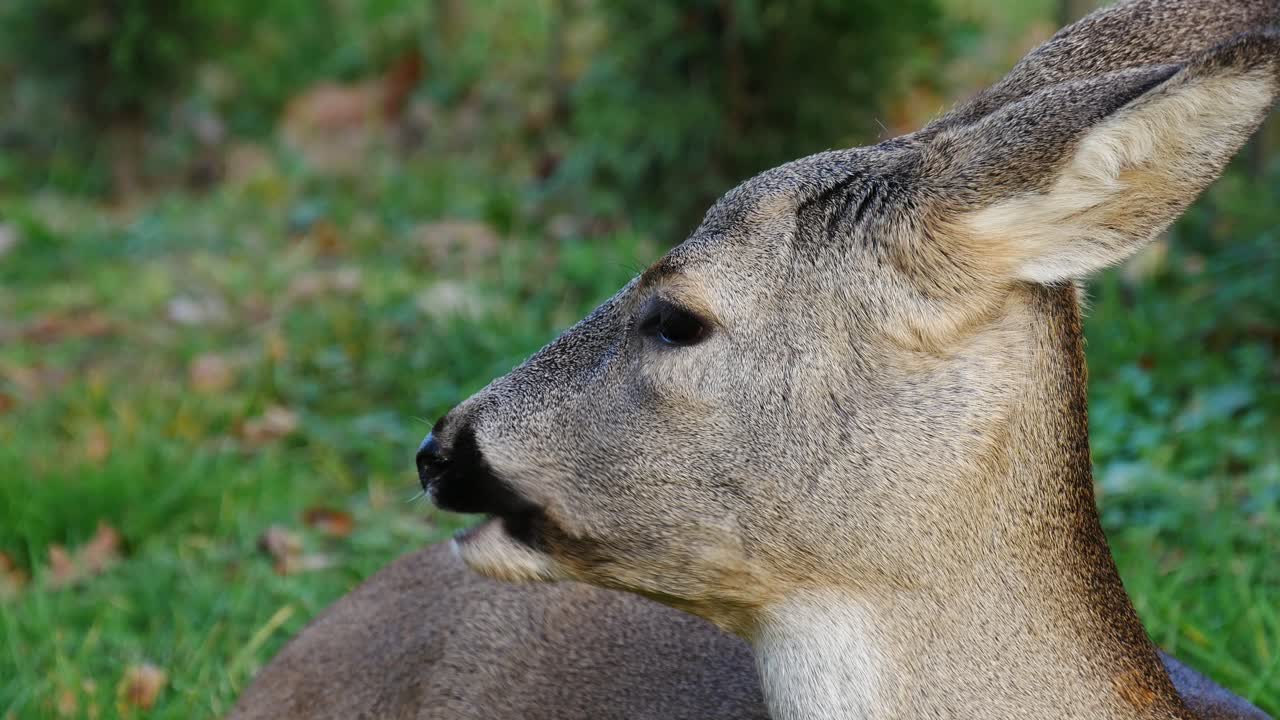 портрет молодого оленя, привыкшего к людям