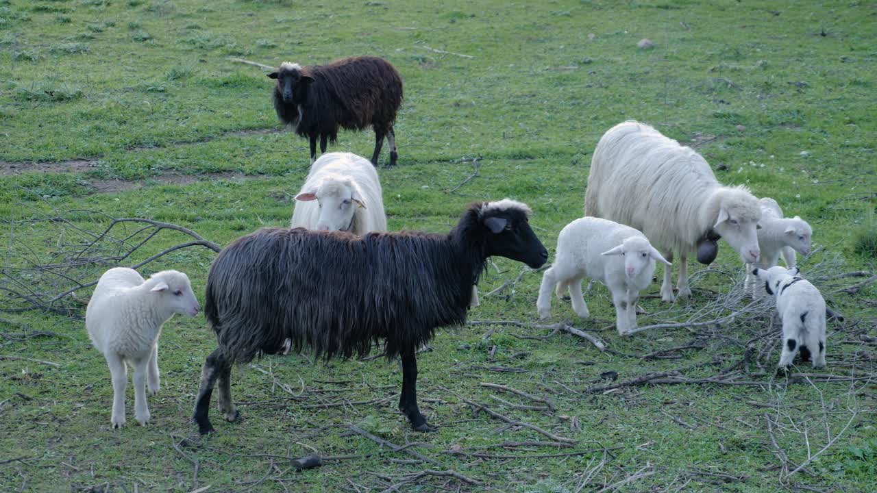 이탈리아 사르데냐의 푸른 목초지에서 양과 귀여운 양들의 슬로우 모션 샷