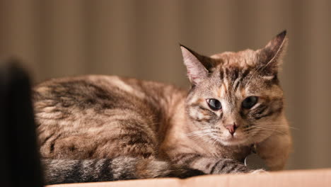 a short-haired cat lying over the paper box - close up shot