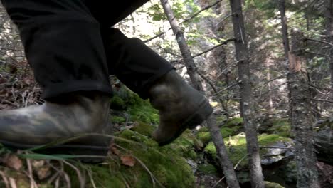 person hiking in a forest