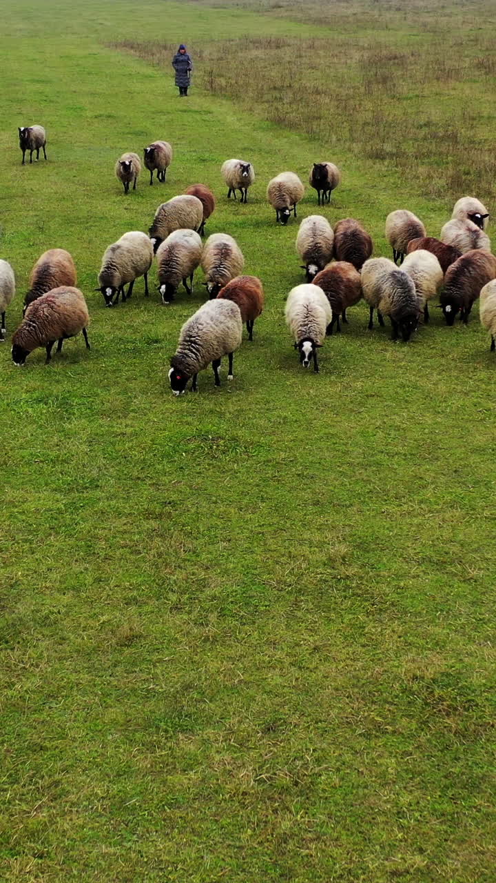 Flock of sheep walking on pasture. Beautiful brown and white sheep grazing on field. Herding livestock. Vertical video