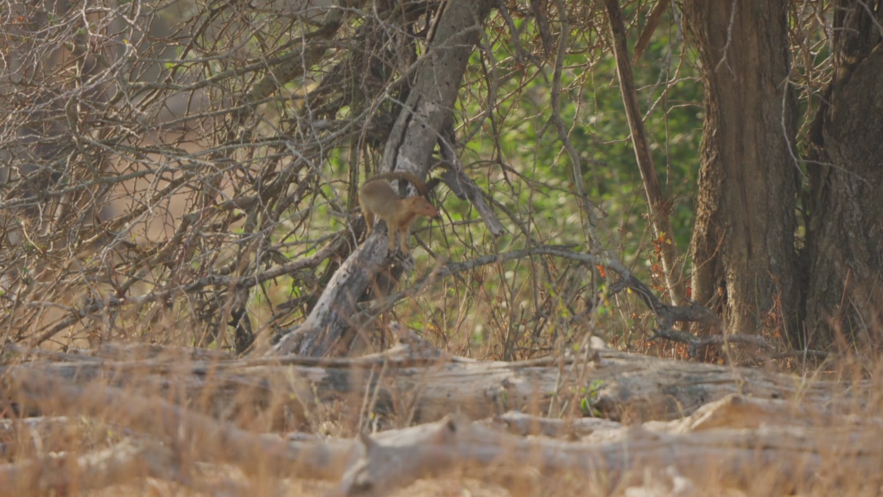Slender mongoose jumps off a dead branch in Kruger National Park, South Africa. Agile small carnivore moving through dry bushveld woodland in natural daylight.