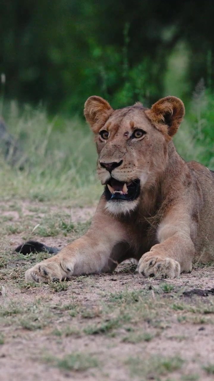 Seekor singa muda berbaring di tanah, mengamati sekitar di sabana liar Taman Nasional Kruger, Afrika Selatan