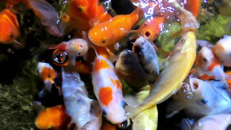 Colorful-Tropical-Fish-in-Aquarium