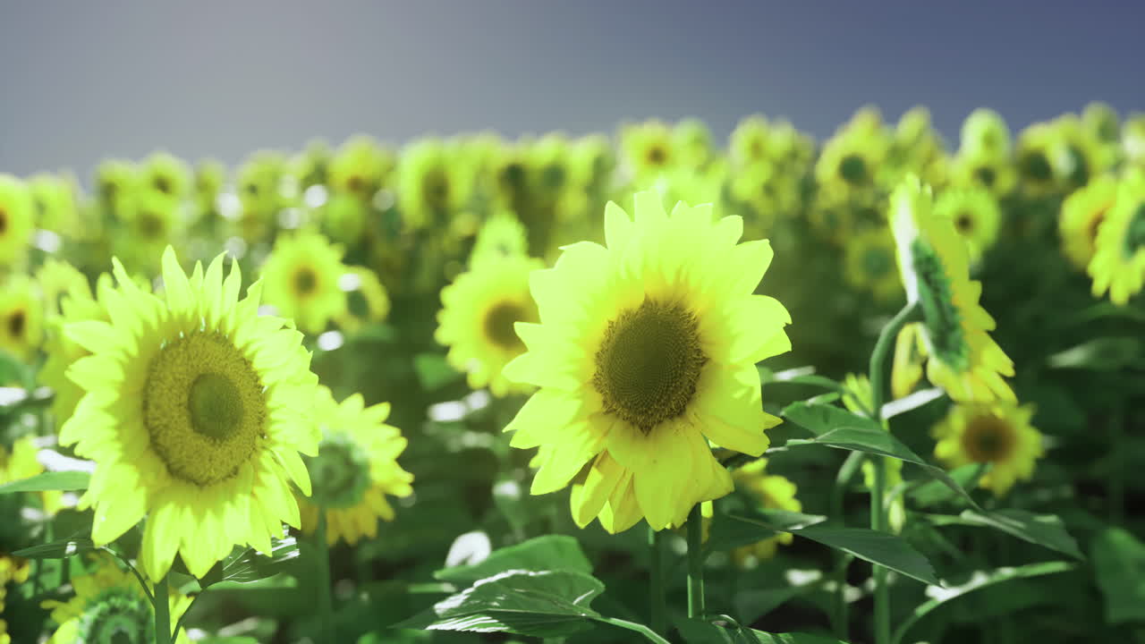 Sunflower field brightening a summer day with vibrant yellow blooms