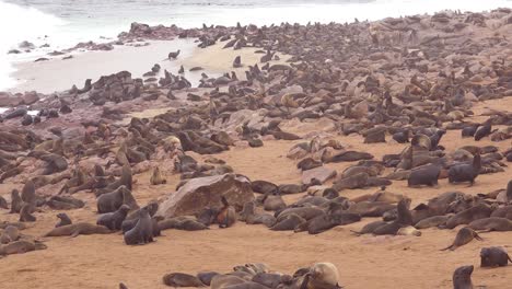 thousands of seals and baby pups gather on an atlantic beach at cape cross seal reserve namibia 8