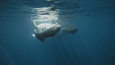 Vista-Frontal-De-La-Cría-De-Ballena-Jorobada-Y-Su-Madre-Deslizándose-A-Lo-Largo-De-La-Superficie-Bajo-El-Agua-En-Cámara-Lenta