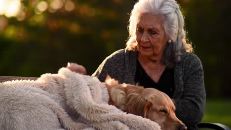 an elderly woman gently cares for her beloved dog, wrapping it up in a soft blanket while they enjoy a serene moment together in nature