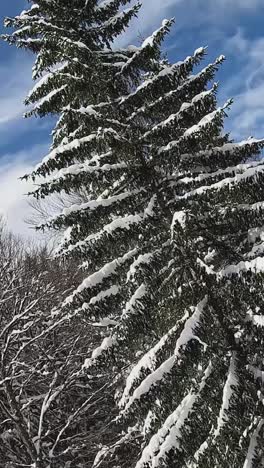 video vertical de árboles cubiertos de nieve en la montaña desde el ascensor de sillas de esquí 2