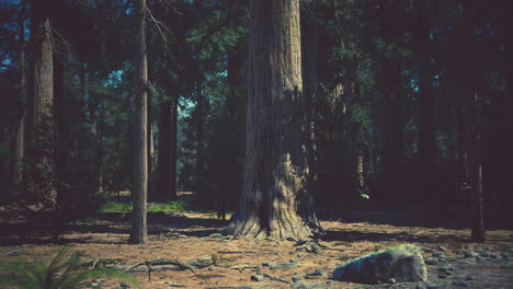 early morning sunlight in the sequoias of mariposa grove