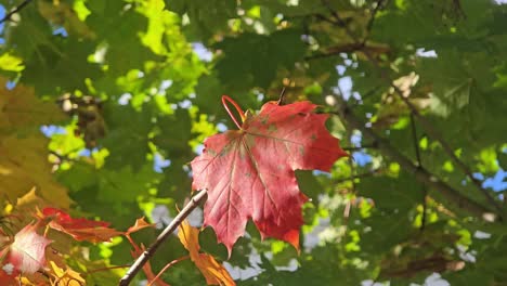 windy autumn day with colorful maple leaves in sunlight and in motion – fall nature scene