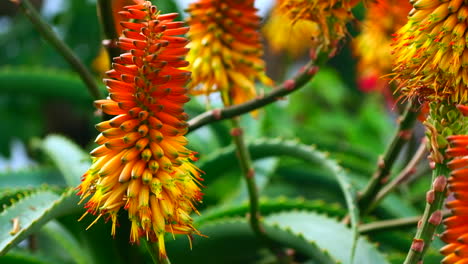 Llamativas-Flores-De-Aloe-Vera-De-Color-Naranja-Y-Amarillo-Se-Mecen-Con-La-Brisa,-Primer-Plano