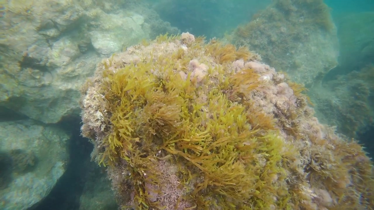 Underwater footage of seaweed and marine vegetation growing on submerged rocks in clear blue ocean water