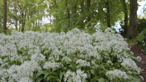 Field-of-wild-white-garlic-flowers-in-a-forest,-close-up