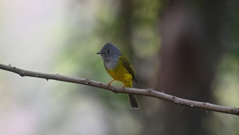 Seen-perching-on-a-thorny-branch-while-looking-around-frantically