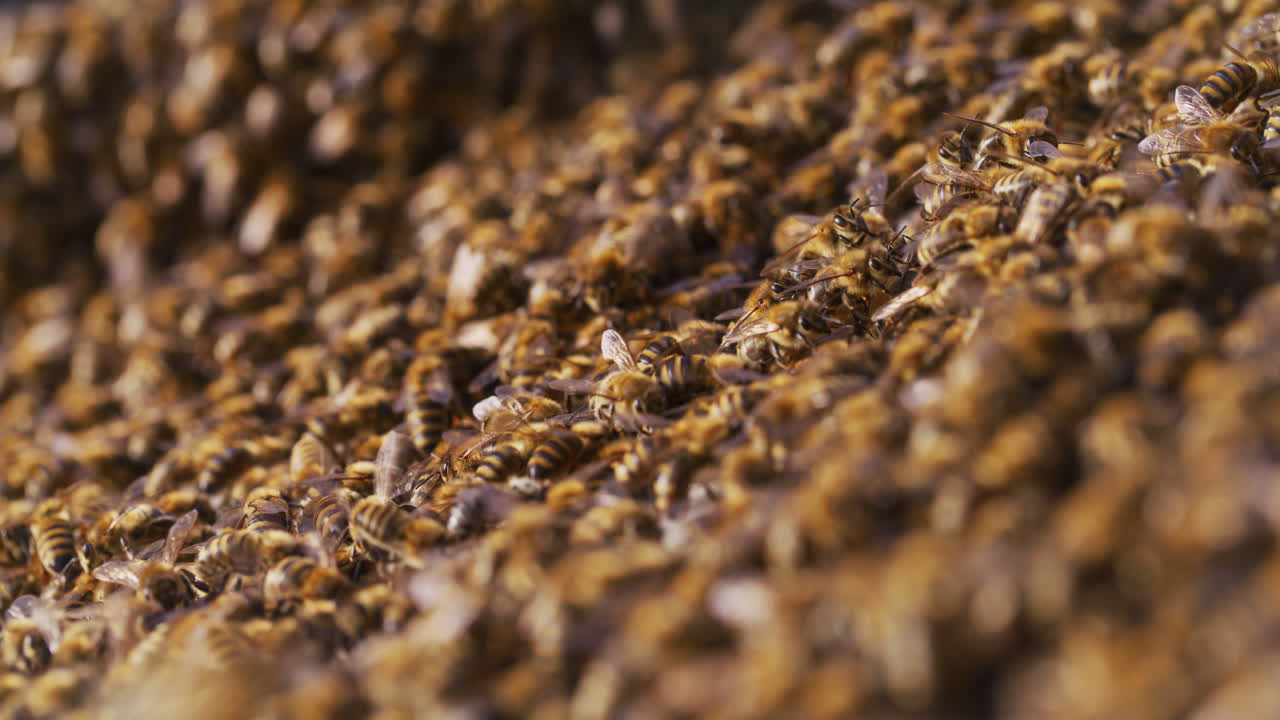 las abejas trabajan en el apiario y producen miel