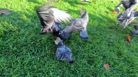 pigeons gather and feed on grassy area