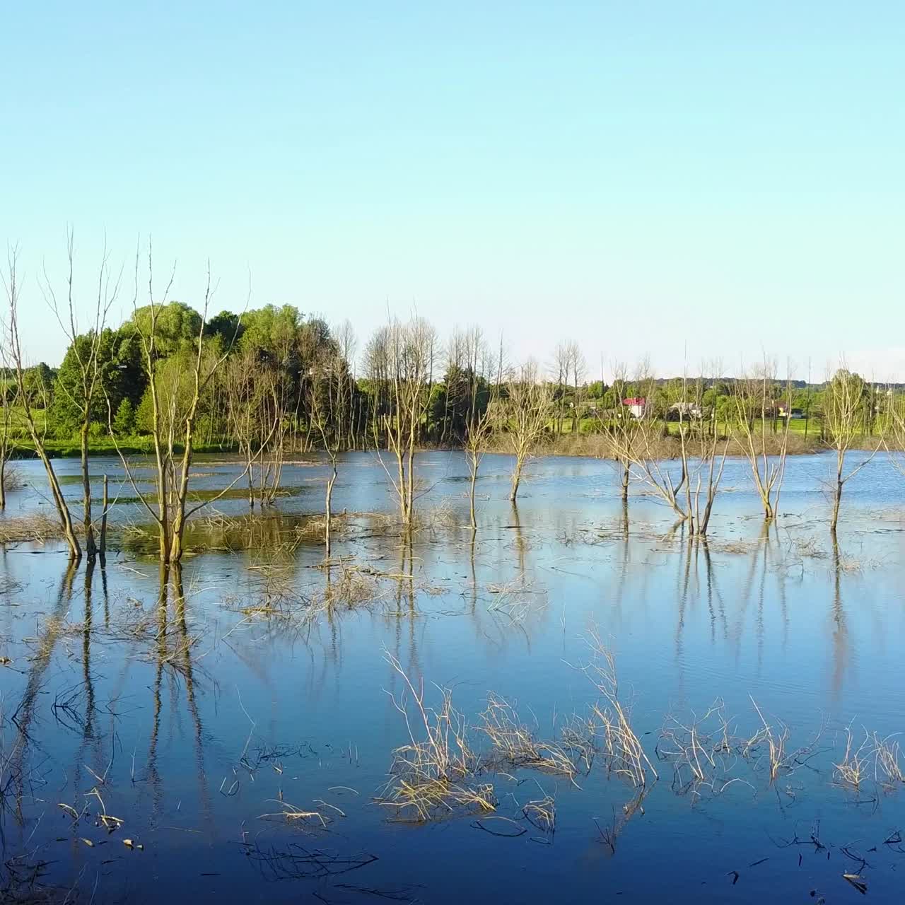Dead Tree Sticking Out Of The Water. Aerial shot of the dead tree sticking out of the water from lake