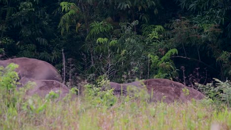 the asiatic elephants are endangered species and they are also residents of thailand