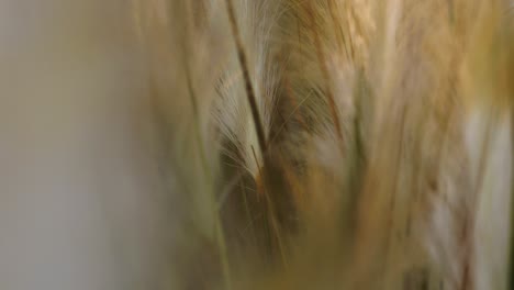 Makro-Nahaufnahme-Von-Weizen-Und-Anderen-Pflanzen,-Die-Im-Wind-Wehen