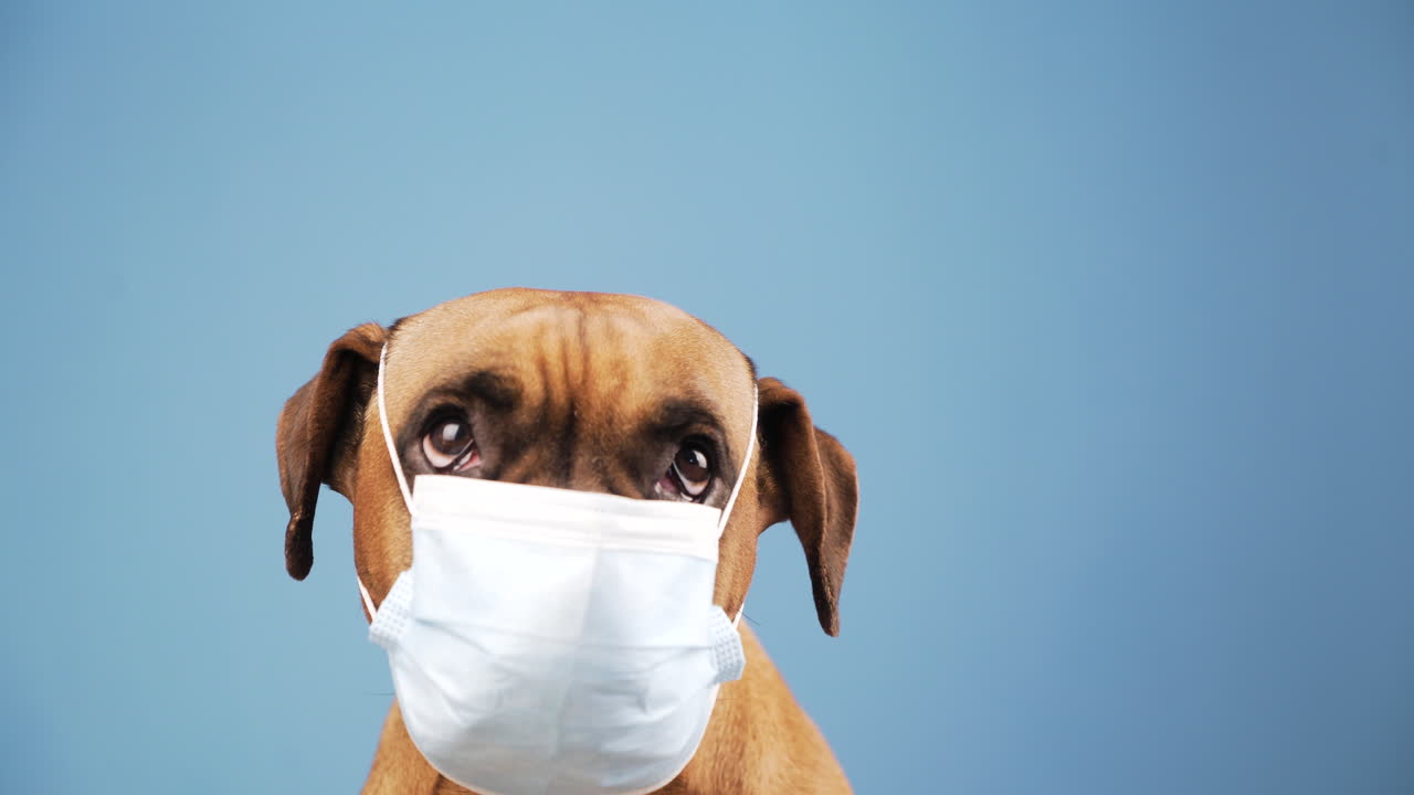 Boxer dog with a flu mask on its snout. Copy space
