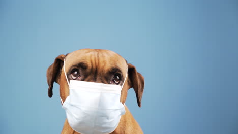 boxer dog with a flu mask on its snout. copy space