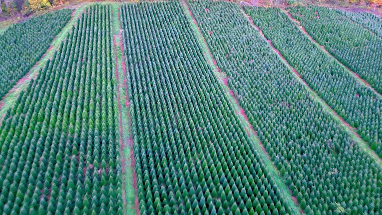 vista aérea de una granja de árboles de Navidad en Ashe County, Carolina del Norte.