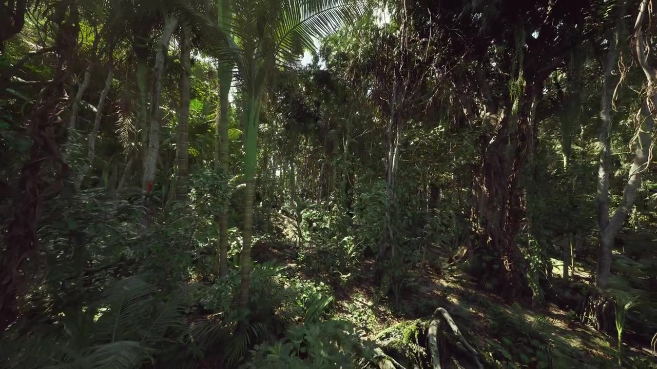 Morbidi raggi dell'alba filtrano attraverso la fitta copertura arborea per evidenziare il sottobosco verdeggiante.