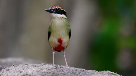 One-of-the-most-wanted-Pittas-and-Listed-as-a-Vulnerable-species