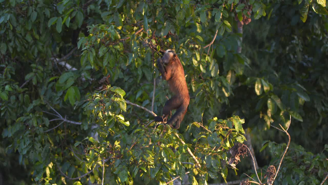 un pequeño grupo de monos capuchinos se alimentan de frutas en un árbol durante las primeras horas de la mañana.