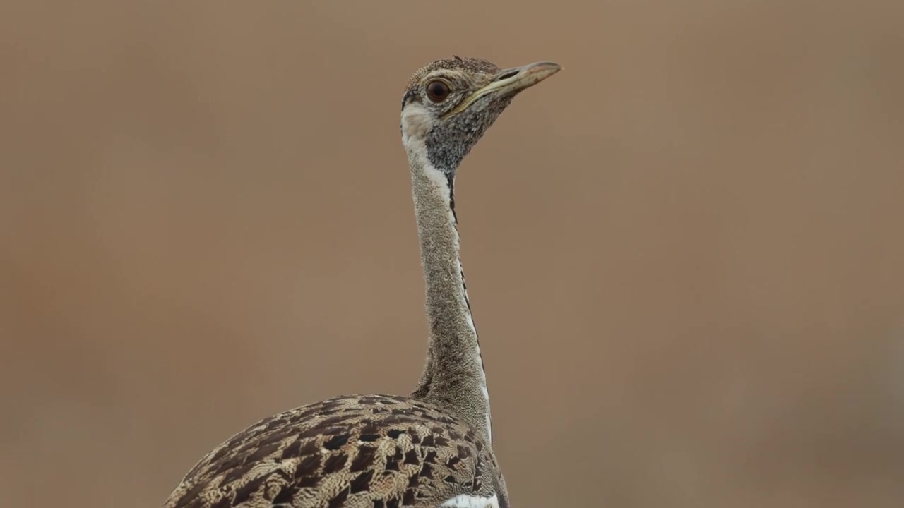 Tangkapan gambar jarak menengah kepala dan leher burung bustard perut hitam saat memutar kepalanya, Taman Nasional Kruger.