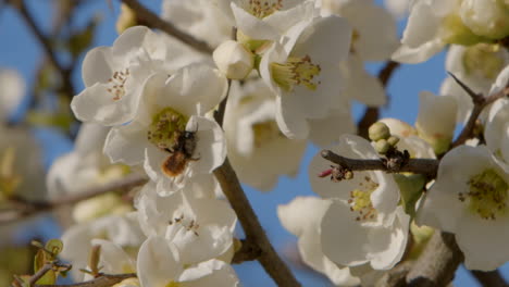 bee on a magnolia flower in slow motion