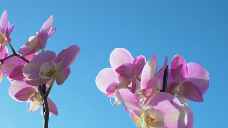 una vista de cerca de las orquídeas de pétalos rosados, pertenecientes a la familia de las orquidas, que adornan el telón de fondo de un cielo azul prístino