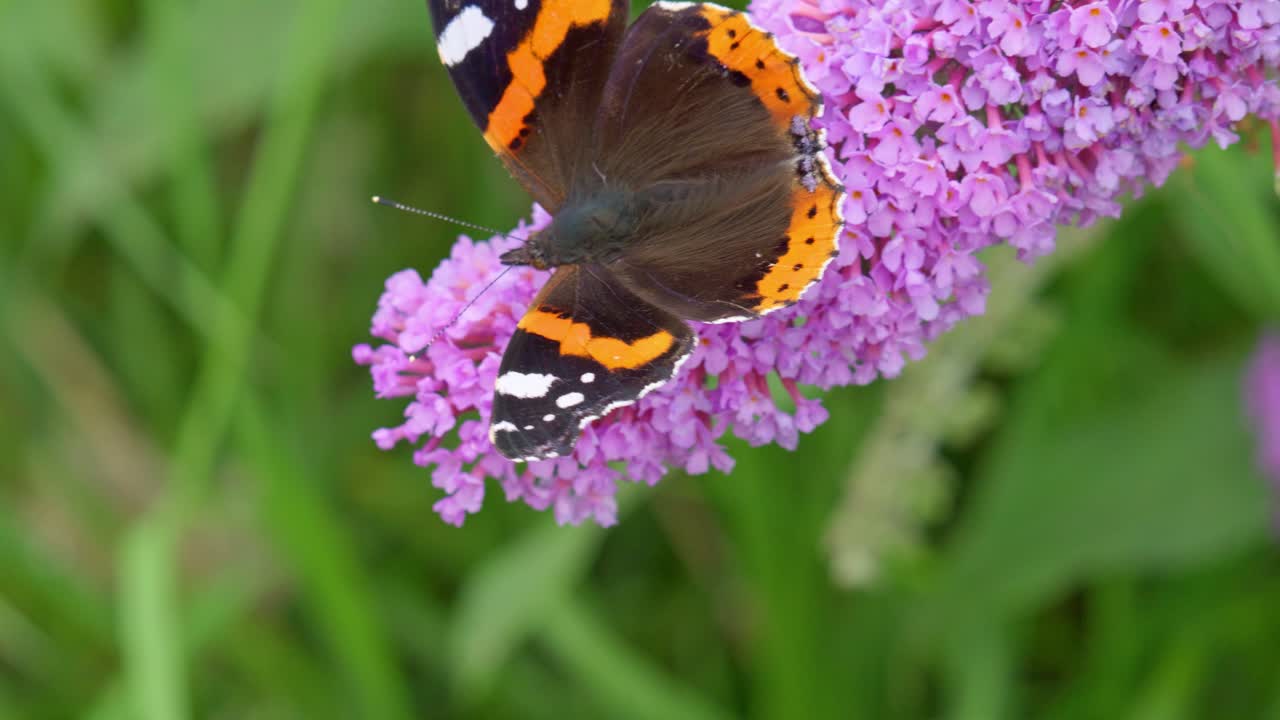 Farfalla Vanessa Atalanta su fiore di Buddleia.