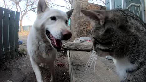 cámara lenta - un gran perro blanco lame y besa a un pequeño gato atigrado bien sentado en el porche de una casa en el campo