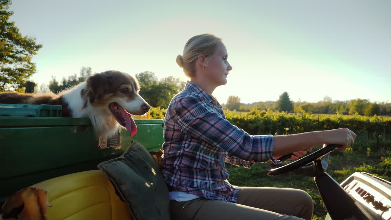 작은 트랙터를 탄 여성 농부가 개 옆에 있는 농장을 따라 타고 있습니다.