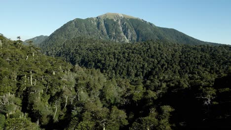 dolly out of an araucaria forest between mountains and the san sebastian hill in the background - aerial