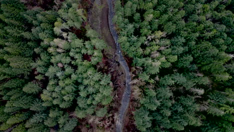 aerial view of a forest path