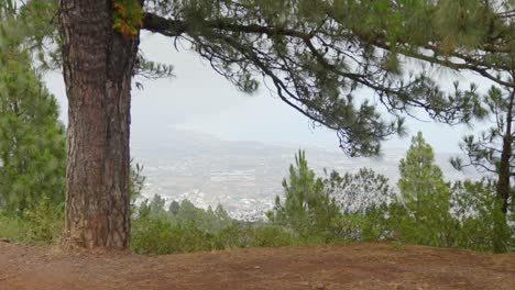 Mirando-La-Ciudad-Desde-Las-Montañas-Bajo-Un-Pino,-Dispositivo-Portátil-Estático