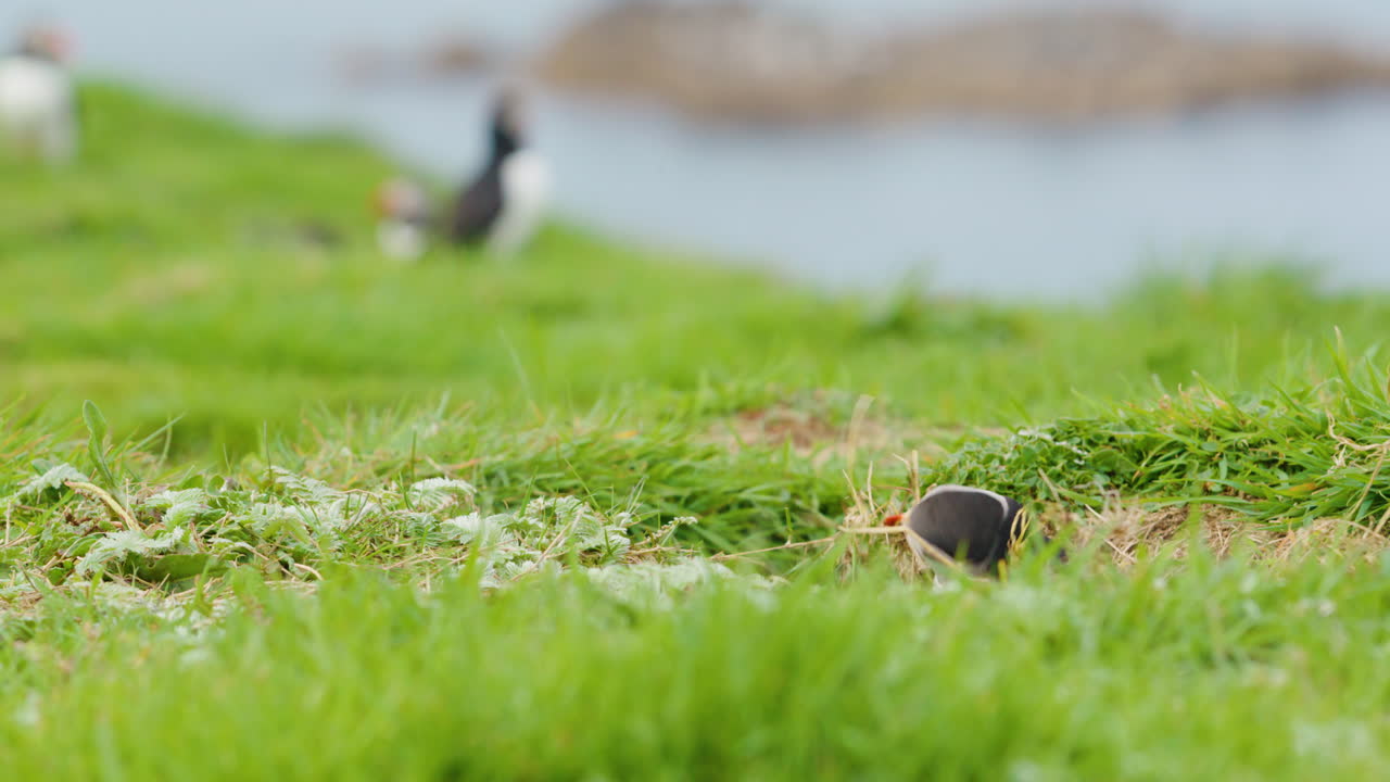 귀여운 파핀이 풀을 당기고, 룬가 섬, 스코틀랜드 - 슬로모