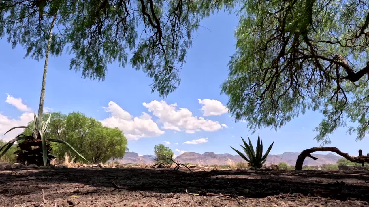 cielo azul en espacios desérticos que son verdes y al mismo tiempo secos porque el desierto lo mueve de esa manera