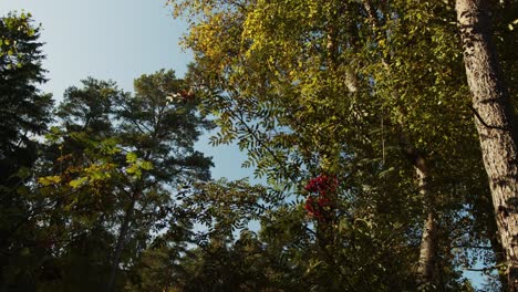 Rowan berries higher on trees with slight wind and sunlight