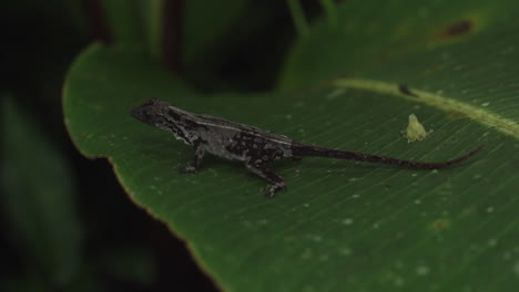 Close up of small lizard on large leaf in rain forest, slow motion