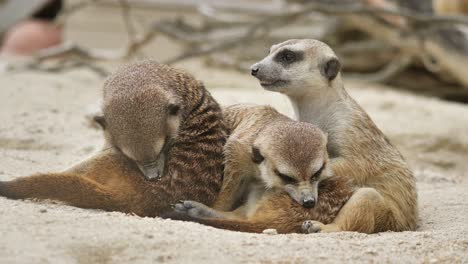 grupo de bebés meerkat jugando al sol y divirtiéndose, estático