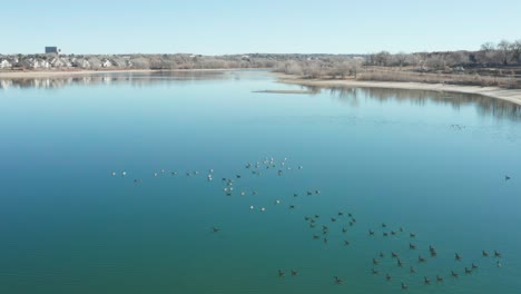 Aerial-shot-of-a-nice-blue-pond-full-of-Canadian-Geese